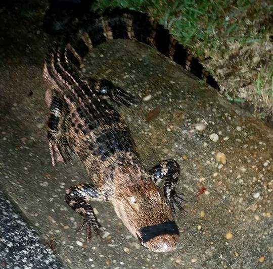 Alligator takes a midnight stroll on a Goose Creek road The Berkeley