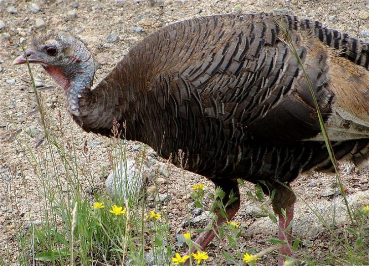 An estimated 50,000 hunters will take to the woods during the upcoming turkey season