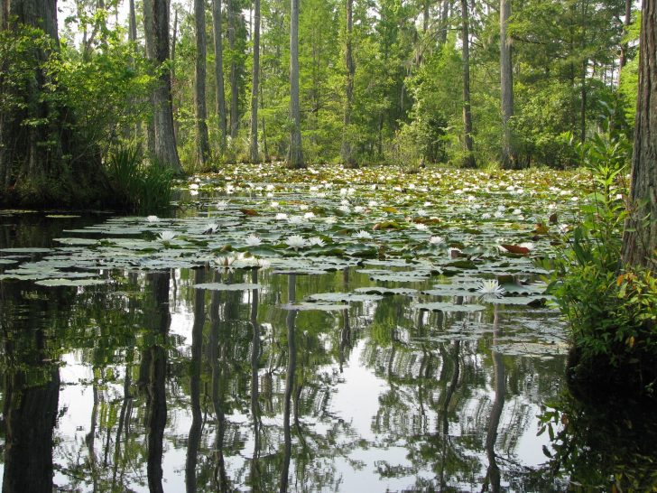 Cypress Gardens will be conducting business as usual during the aftermath of the bridge collapse on Cypress Gardens Road.  