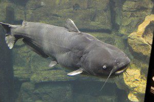 Pictured: Blue Catfish