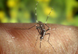 Chikungunya virus, a mosquito-borne illness traditionally found in Africa and Asia, was recently identified in the Caribbean.