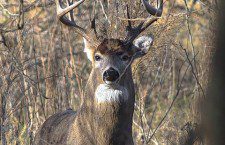 Pictured: Whitetail Deer