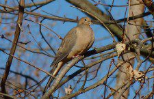 Pictured: Mourning Dove