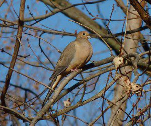 Pictured: Mourning Dove