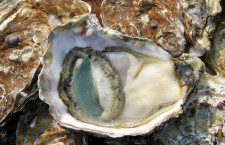 oyster