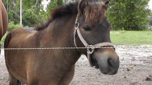 Pictured: Minature rescue horse