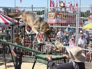 Courtesy: Coastal Carolina Fair