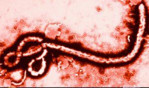 ebola