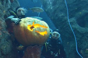 ©South Carolina Aquarium Massive Pumpkin Carved Underwater 2014 