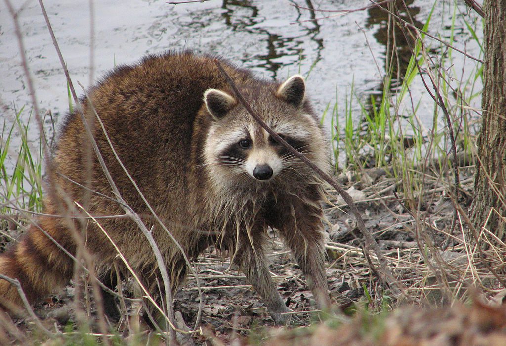 Pictured: Raccoon (Via Wikimedia Commons)