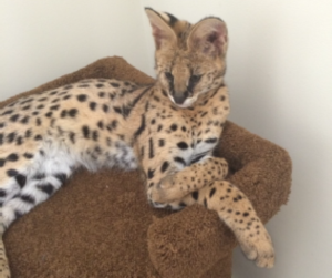 Courtesy: Charleston Co. Sheriff's Office