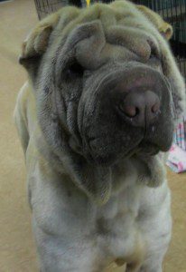 Courtesy: Doc Williams SPCA (Pictured: Shar Pei)