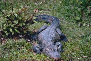 Courtesy: Wikimedia Commons