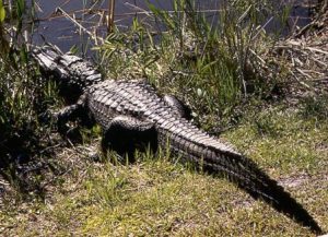 Courtesy: Wikimedia Commons