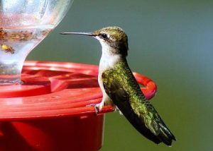 Courtesy: Wikimedia Commons