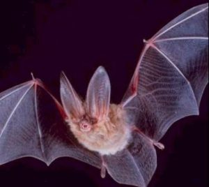 Courtesy: Wikimedia Commons