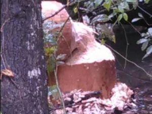Tree a beaver on Candy Branch Road gnawed with its teeth, causing it to fall. (Via Santee Rural Fire Dept.)