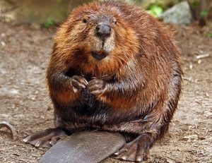 Pictured: North American beaver (Via Wikimedia Commons)