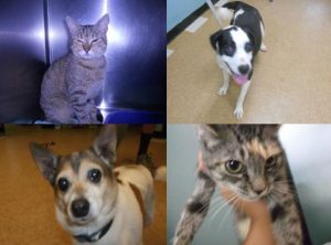 Pictured: Animals currently available for adoption at the Doc Williams SPCA in Moncks Corner