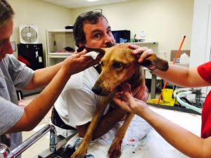 Pictured: Winnie (Via Doc Williams SPCA)