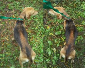 Doctors say Winnie should weigh more than 40 pounds, but was found weighing only 18 pounds. She is slowly gaining weight.