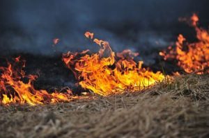burn grass