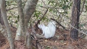 Pictured: Cute, albino squirrel (Via Danny Smith)