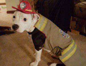 Pictured: 'Jake the Fire Dog' (Via Jake's Page/Facebook)