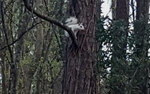 Pictured: The albino squirrel decided to climb a tree