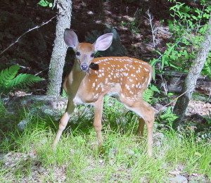 Pictured: Fawn in forest (Via Wikimedia Commons)