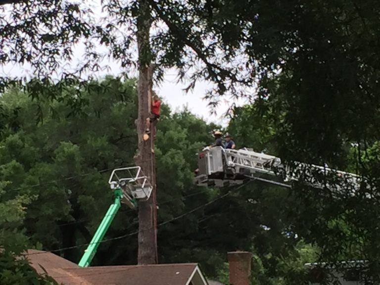 Pictured: Crews rescue man from tree (Via SConFire.com)