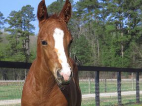Horses should be vaccinated to prevent infection with Eastern Equine Encephalitis, says State Veterinarian Boyd Parr. Image Credit: Clemson University