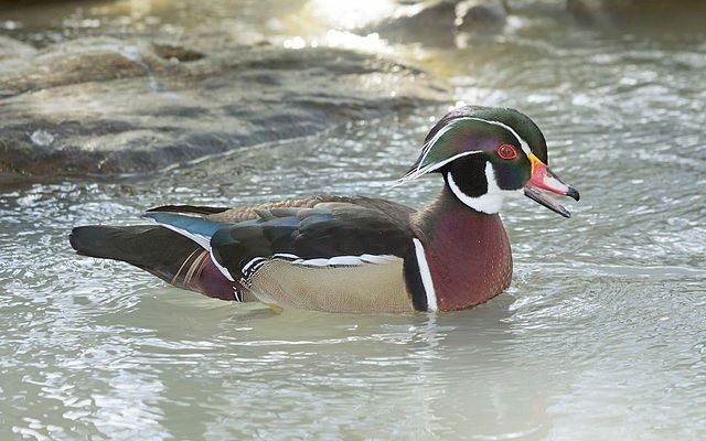 Pictured: Wood Duck (Via Wikimedia Commons)
