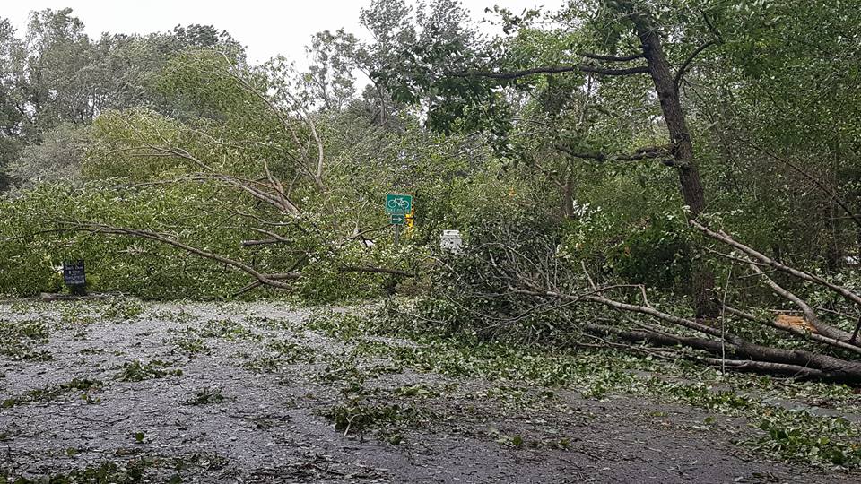 Trees blocking the entrace of Woodland Lakes in Goose Creek Via Nikki Gaskins
