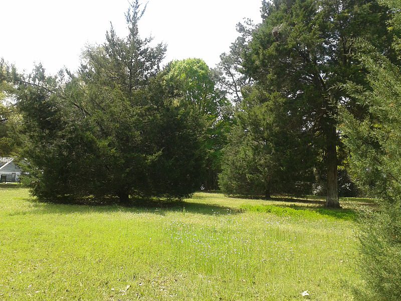 (Via Wikimedia Commons)