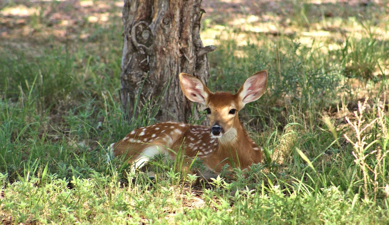 SCDNR Asks Public Not to Bother ‘Lost’ Deer Fawns