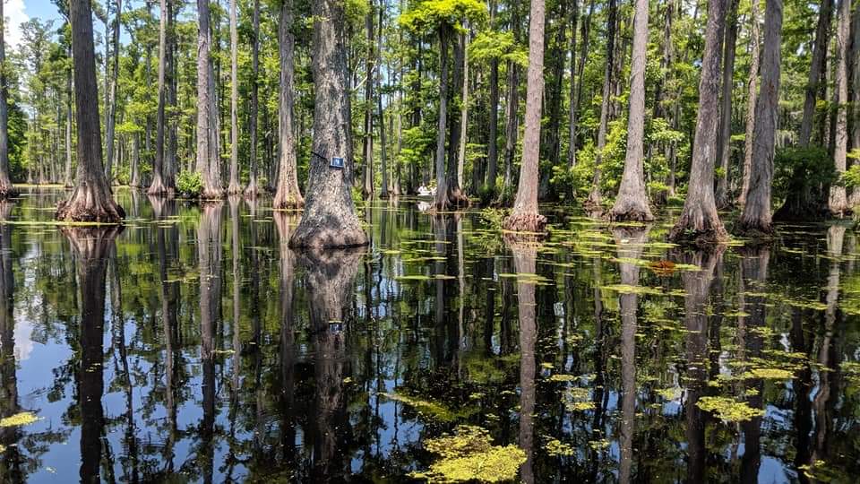 Cypress Gardens