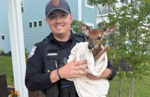 Oh Deer! Goose Creek Cop Rescues Fawn From Storm Drain