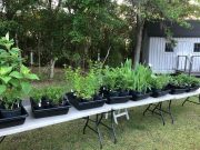 native-plan-festival