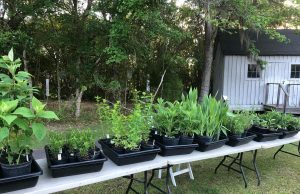 native-plan-festival