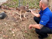 Kingaroo on the Loose Surprises Summerville Neighborhood