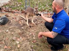 Kingaroo on the Loose Surprises Summerville Neighborhood