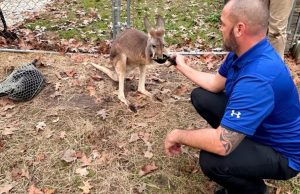 Kingaroo on the Loose Surprises Summerville Neighborhood