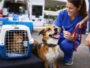 Low-Cost Pet Care Clinic Comes to Berkeley County Feb. 7